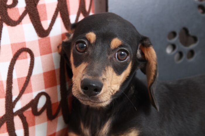 Budley - Dashing Male Chiweenie Puppy - Image 2