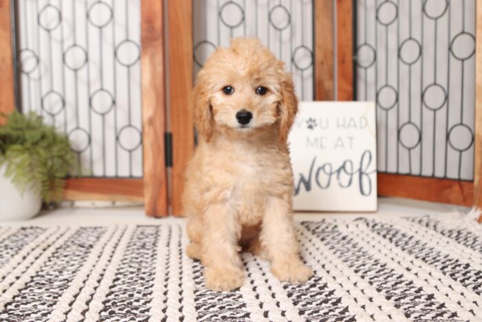 Bunny - Pretty Little Female Cavapoo Puppy