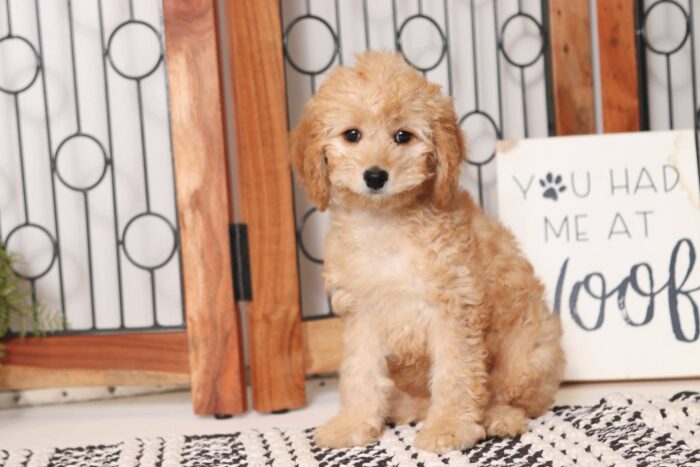 Bunny - Pretty Little Female Cavapoo Puppy - Image 3