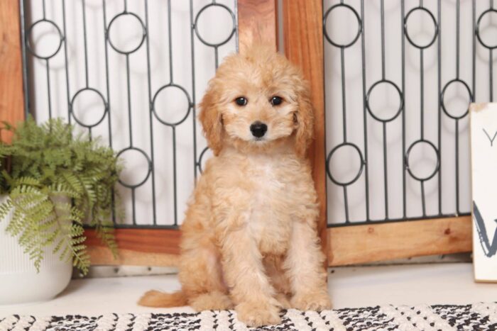 Bunny - Pretty Little Female Cavapoo Puppy - Image 4