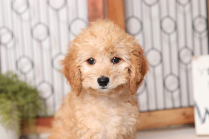 Bunny - Pretty Little Female Cavapoo Puppy - Image 2