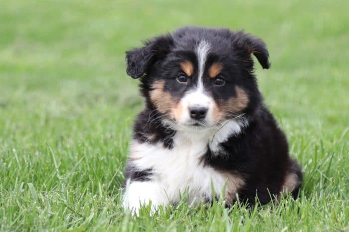 Butch -  Stunning Australian Shepherd