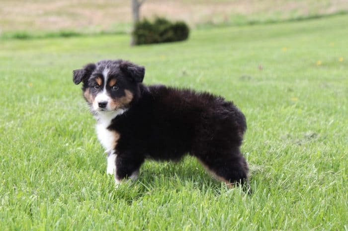 Butch -  Stunning Australian Shepherd - Image 2