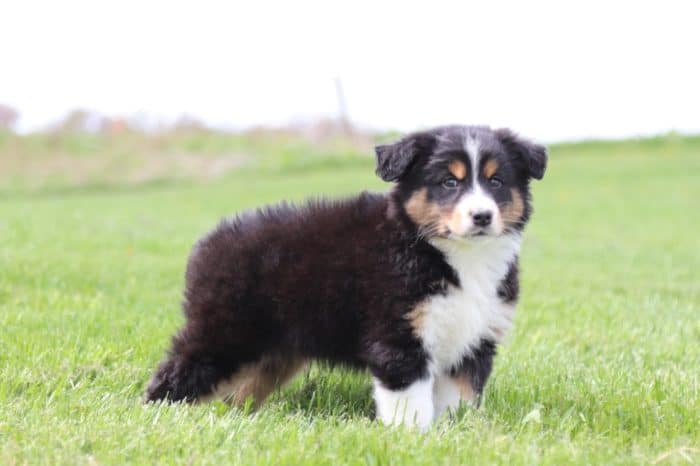 Butch -  Stunning Australian Shepherd - Image 3