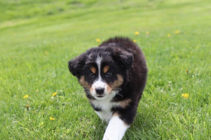 Butch -  Stunning Australian Shepherd - Image 4