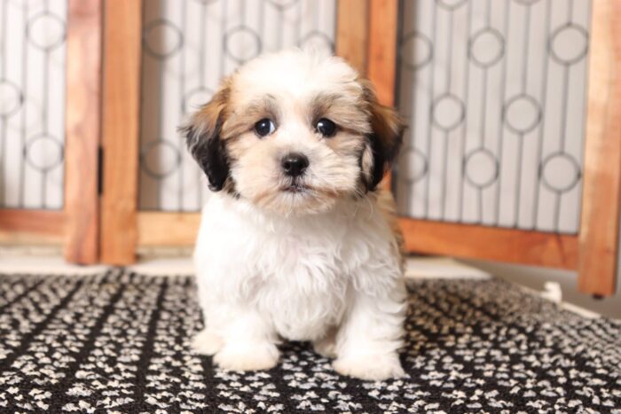 Buzz - Handsome Male Teddy Bear Puppy