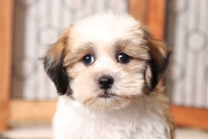 Buzz - Handsome Male Teddy Bear Puppy - Image 2