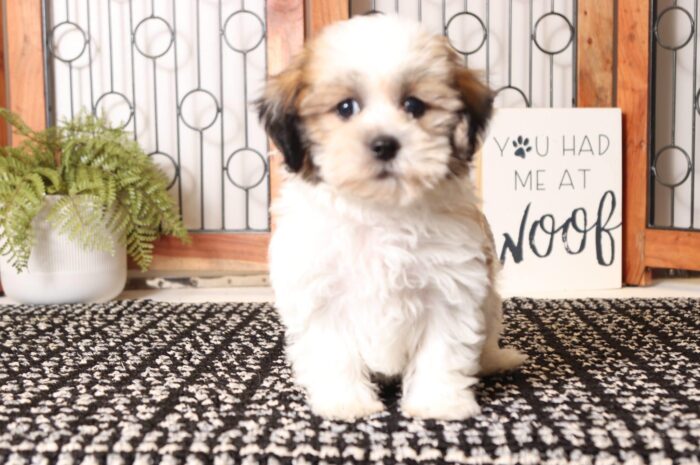 Buzz - Handsome Male Teddy Bear Puppy - Image 3