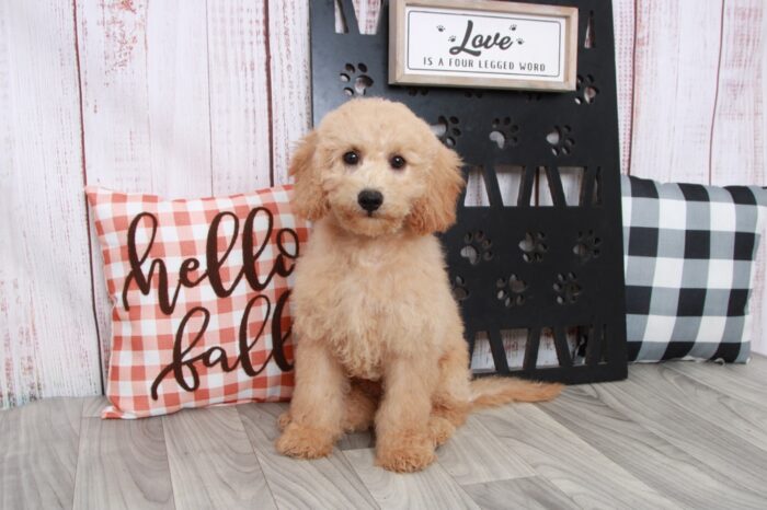 Cairo - Curious Mini Male Goldendoodle Puppy