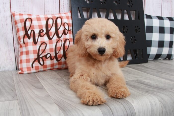 Cairo - Curious Mini Male Goldendoodle Puppy - Image 2