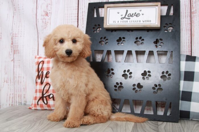 Cairo - Curious Mini Male Goldendoodle Puppy - Image 5