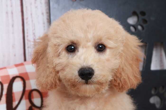 Cairo - Curious Mini Male Goldendoodle Puppy - Image 4