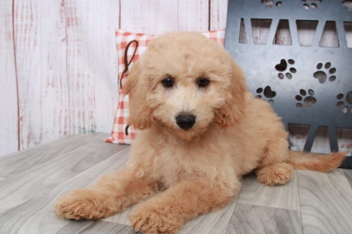 Cairo - Curious Mini Male Goldendoodle Puppy - Image 3