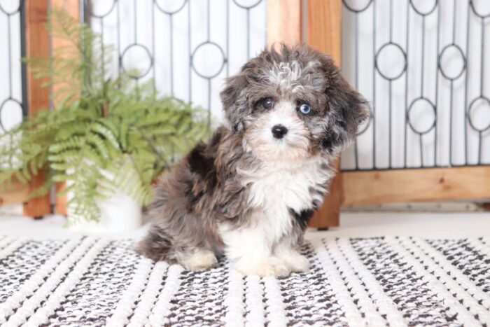 Cale - Spunky Toy Merle Male F1B Aussie Poo Puppy - Image 4