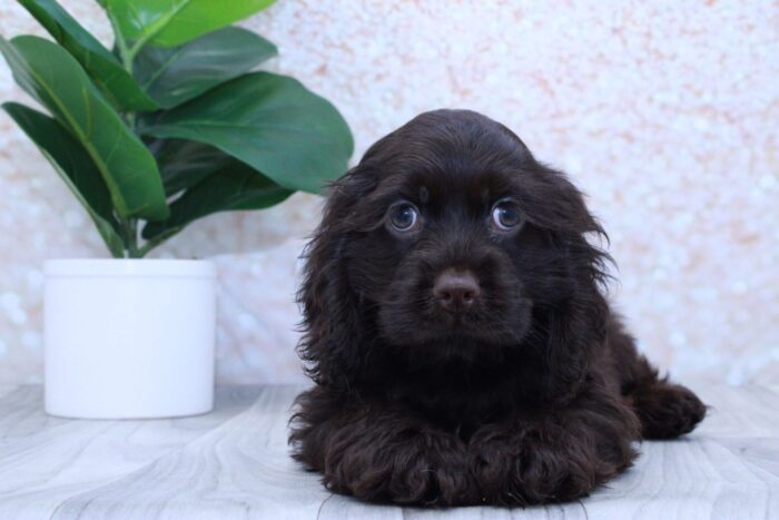 Caleb- Lovable Male ACA Cocker Spaniel