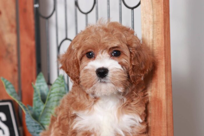 Callie  - Pretty Little Red/White Female Cavapoo Puppy - Image 2