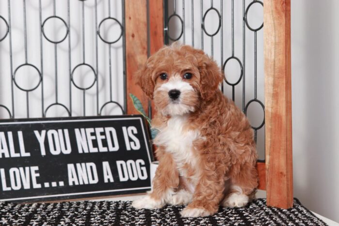 Callie  - Pretty Little Red/White Female Cavapoo Puppy - Image 3