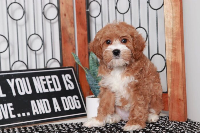 Callie  - Pretty Little Red/White Female Cavapoo Puppy - Image 4