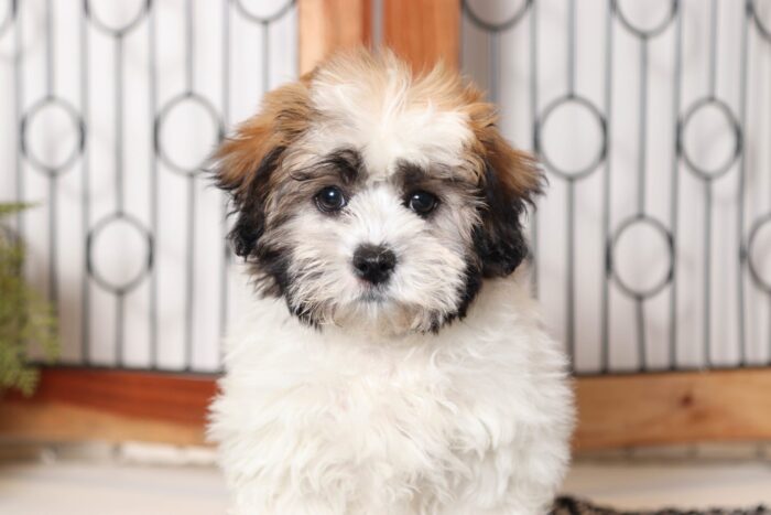 Calum - Dashing Little Male Teddy Bear Puppy - Image 2