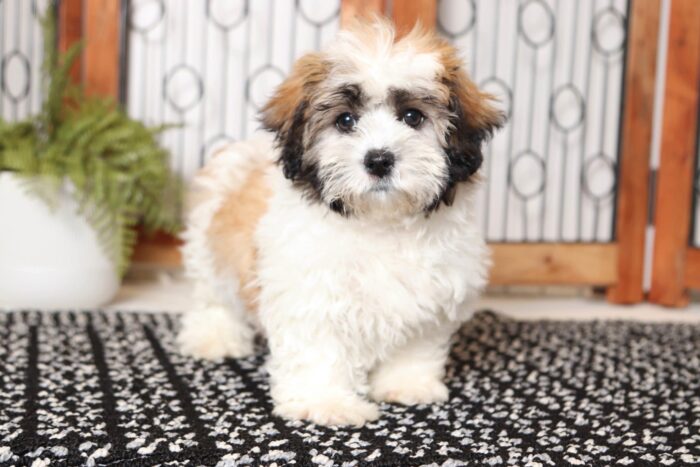 Calum - Dashing Little Male Teddy Bear Puppy - Image 3