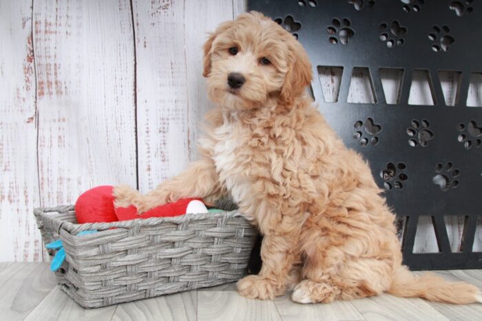 Candy - Wonderful Tan Female Mini Aussie-Poo Puppy