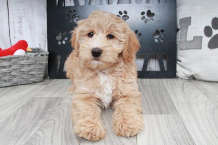 Candy - Wonderful Tan Female Mini Aussie-Poo Puppy - Image 2