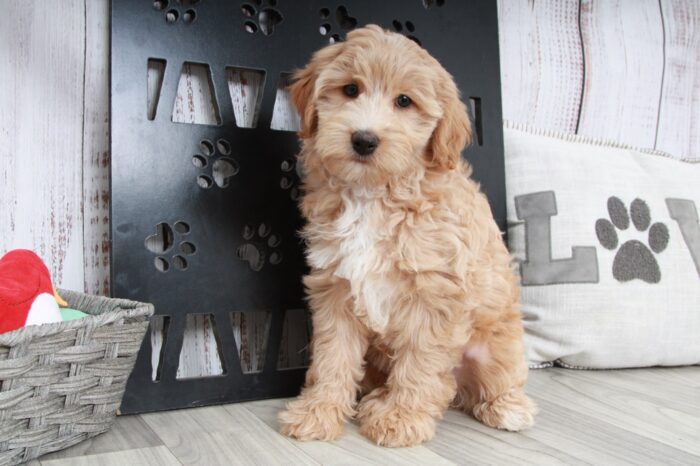 Candy - Wonderful Tan Female Mini Aussie-Poo Puppy - Image 5