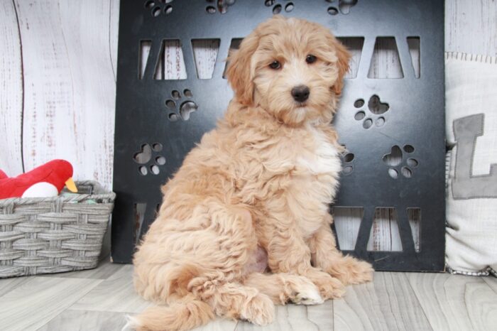 Candy - Wonderful Tan Female Mini Aussie-Poo Puppy - Image 4