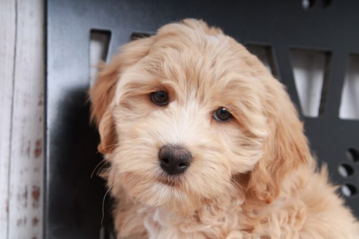 Candy - Wonderful Tan Female Mini Aussie-Poo Puppy - Image 3