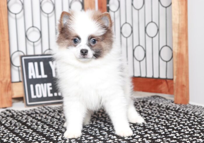 Carl - Cool Little Male ACA Pomeranian Puppy