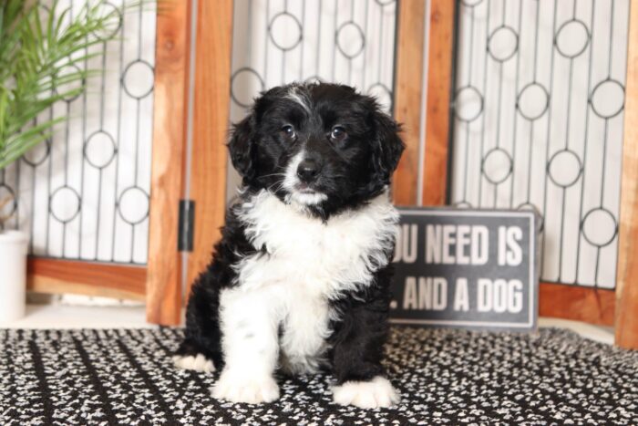 Carl- Loving Black and White Male Mini Aussie-Poo Puppy