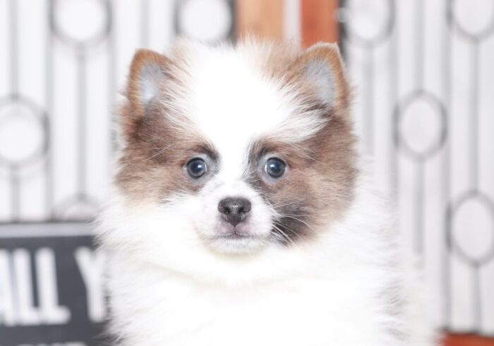 Carl - Cool Little Male ACA Pomeranian Puppy - Image 2