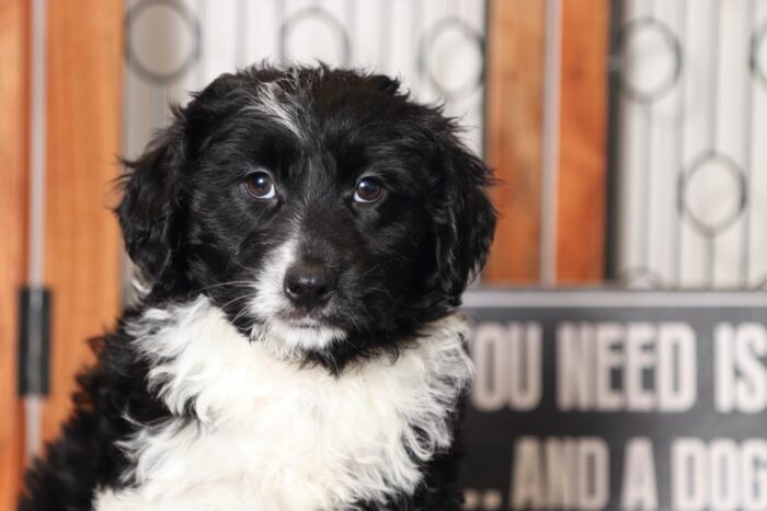 Carl- Loving Black and White Male Mini Aussie-Poo Puppy - Image 2