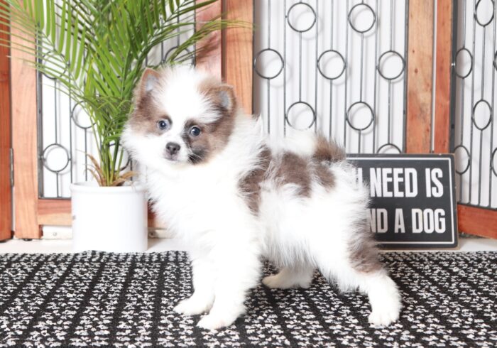 Carl - Cool Little Male ACA Pomeranian Puppy - Image 3