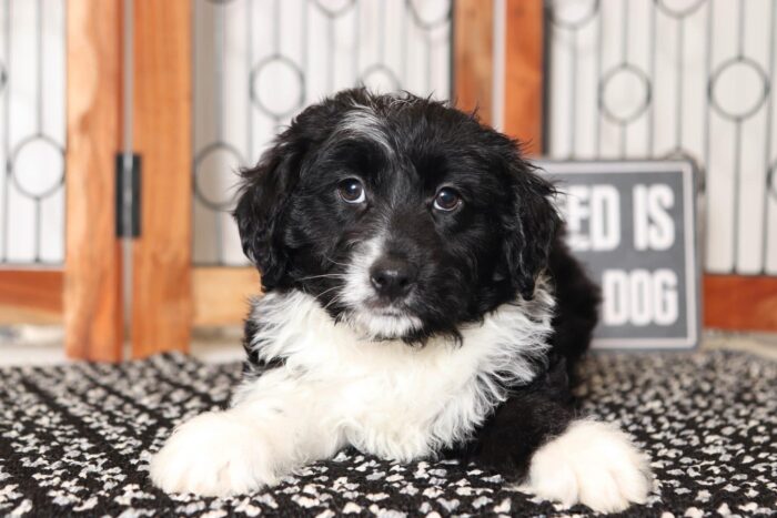 Carl- Loving Black and White Male Mini Aussie-Poo Puppy - Image 3