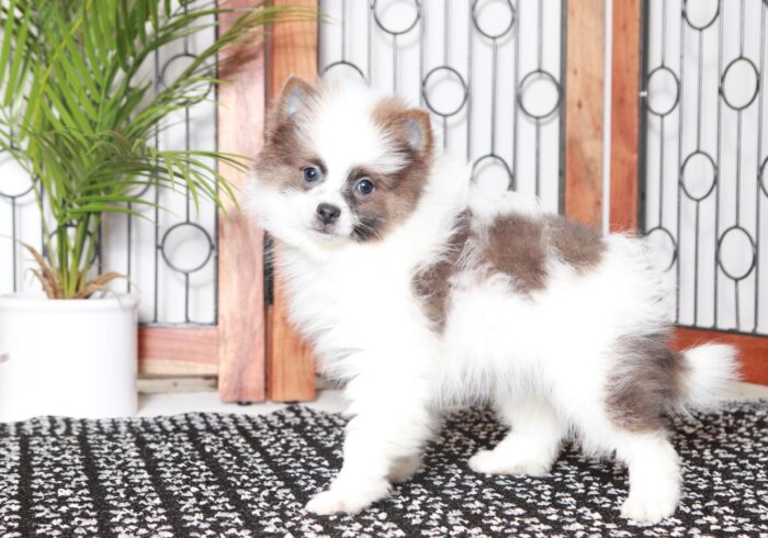 Carl - Cool Little Male ACA Pomeranian Puppy - Image 4