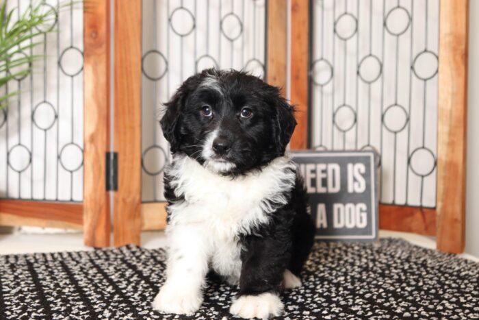 Carl- Loving Black and White Male Mini Aussie-Poo Puppy - Image 4