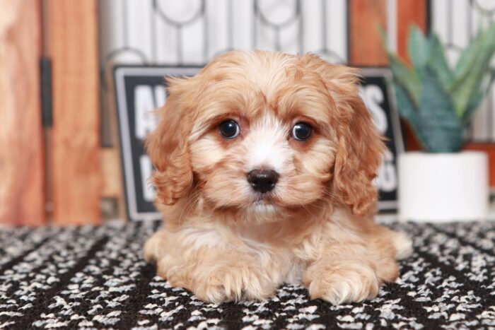 Carlos- Dashing Little Red Male Cavapoo Puppy