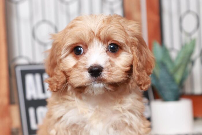 Carlos- Dashing Little Red Male Cavapoo Puppy - Image 2