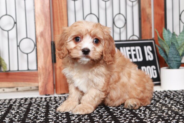 Carlos- Dashing Little Red Male Cavapoo Puppy - Image 3