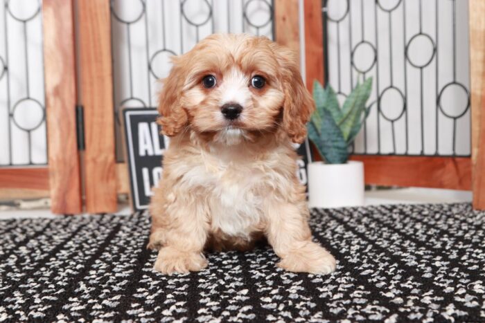 Carlos- Dashing Little Red Male Cavapoo Puppy - Image 4