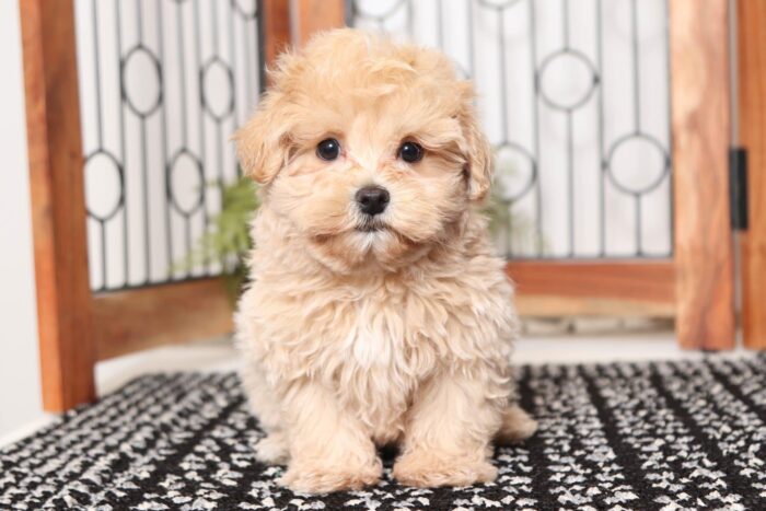 Cashew- Sweetest Male Maltipoo Puppy - Image 2