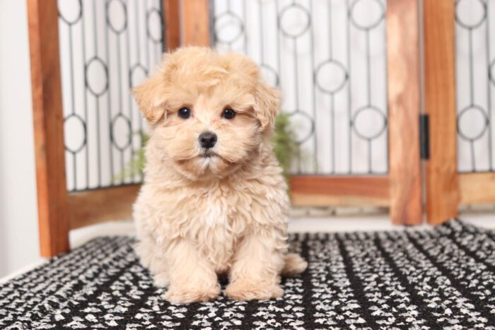 Cashew- Sweetest Male Maltipoo Puppy