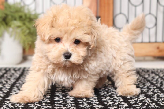 Cashew- Sweetest Male Maltipoo Puppy - Image 3