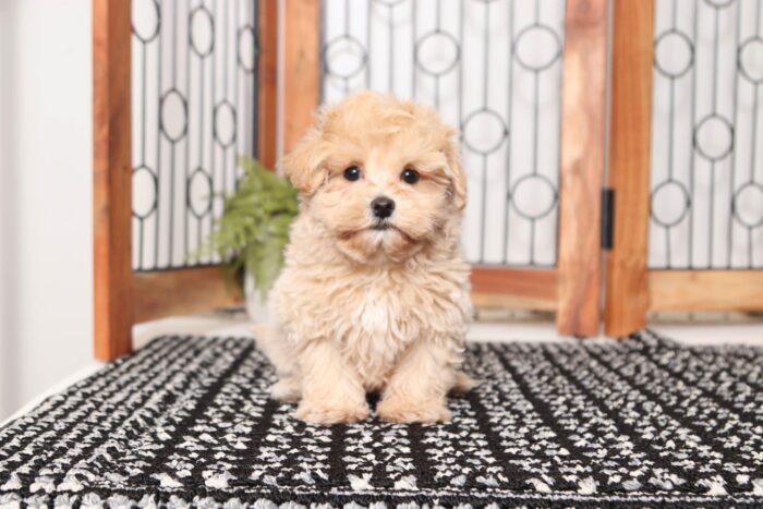 Cashew- Sweetest Male Maltipoo Puppy - Image 4