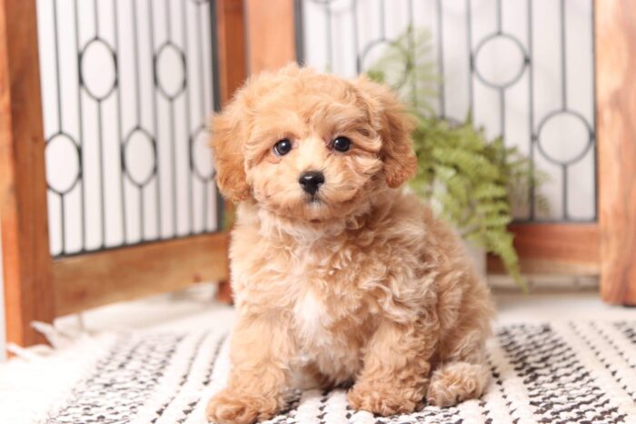 Cher - Precious Little ACA Female Toy Poodle Puppy