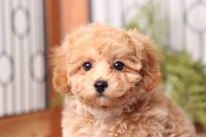 Cher - Precious Little ACA Female Toy Poodle Puppy - Image 2