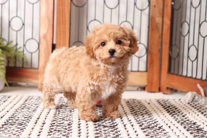 Cher - Precious Little ACA Female Toy Poodle Puppy - Image 3