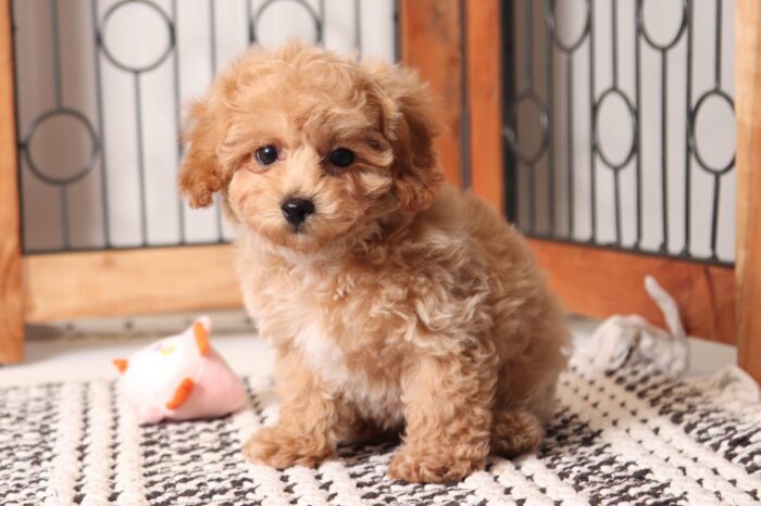 Cher - Precious Little ACA Female Toy Poodle Puppy - Image 4