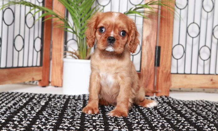 Chestnut - Funny Ruby Male ACA Cavalier Puppy